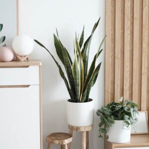 Sansevieria Golden Flame - Image 2